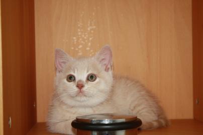 Britisch Kurzhaarr in cream