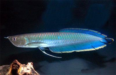 Hochwertige, 24K Arowana Fisch aller Art