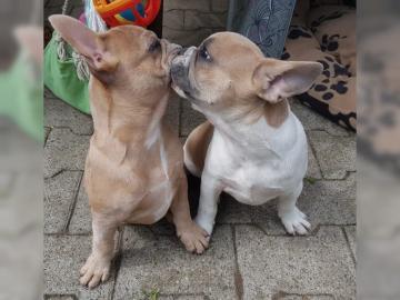 Franzosische Bulldogge