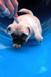 Mops Welpen !