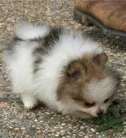 Toy Pom Welpen (Pommern)