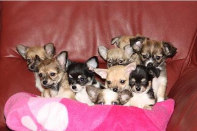 Zuckers�sse Chihuahua Welpen