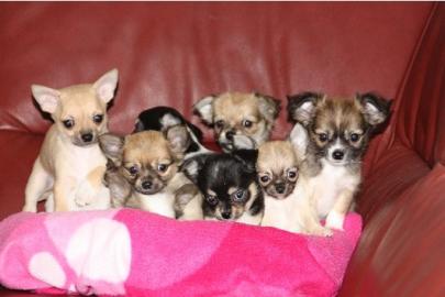 Zuckers�sse Chihuahua Welpen