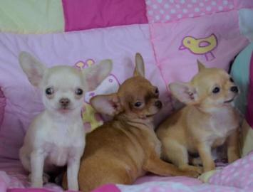 Top Qualit?t Chihuahua Welpen