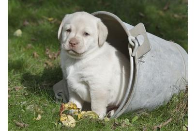 +++Traumhafte Labradorwelpen +++