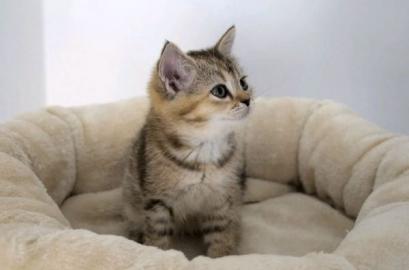 Wundersch?ne BKH Kitten