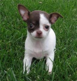 Ssse MINI+NORMAL Chihuahua Welpen -