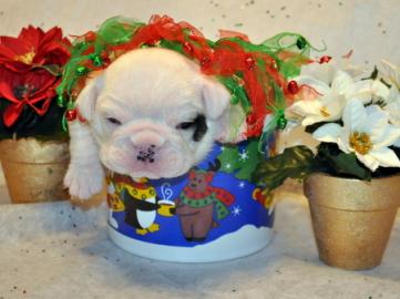 XEnglisch Bulldogge Welpen zur Annahme. 