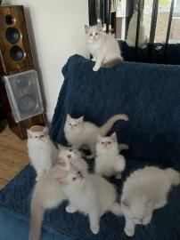 Wir haben diese kleinen Ragdoll-Babys zu
