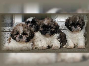 Shih Tzu Welpen
