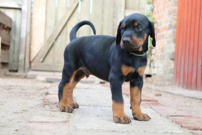 Dobermann Welpen
