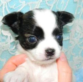 S�sse Chihuahuawelpen mit Ahnentafel