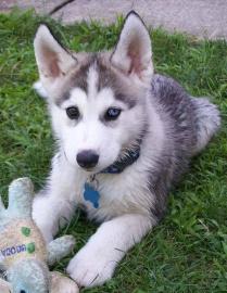 S�sse siberian Husky welpen