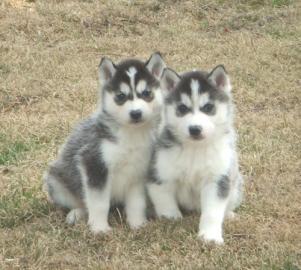 S�sse siberian Husky welpen
