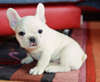 Franz�sische bulldogge