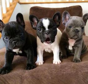 Franz?sische Bulldoggen Welpen verf?gbar