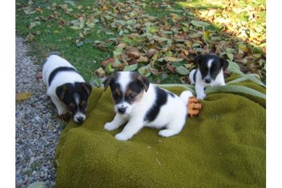 Bildsch�ne Jack Russell Terrier Welpe