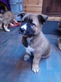 Atemberaubende Akita Welpen