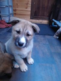 Atemberaubende Akita Welpen
