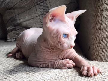 sch�ne Sphynx K�tzchen f�r Einweisung