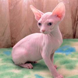 sch�ne Sphynx K�tzchen f�r Einweisung