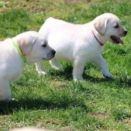 Liebevolle Golden-Retriever-Welpen suche