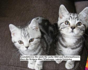 Britisch Kurzhaar Kitten mit Stammbaum