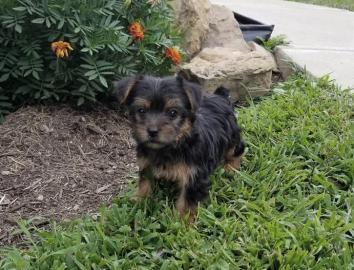 Loving Available Yorshire Terrier W ?