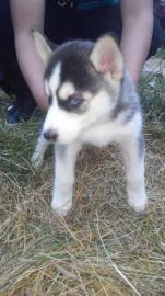 Siberian Husky Welpen