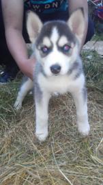 Siberian Husky Welpen