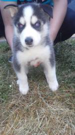 Siberian Husky Welpen