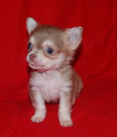 Chihuahua Welpen R�de Langhaar