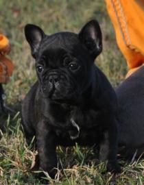 Franz�sische Bulldoggen Welpen