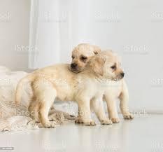 Labrador Welpe reinrassig R?de whatsapp