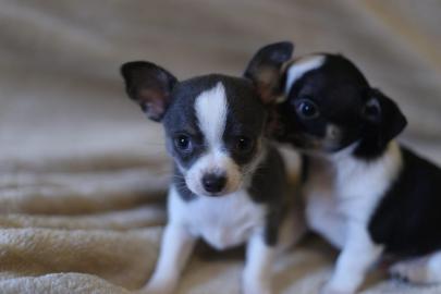 Reinrassige Chihuahuas aus Liebhaberzuch