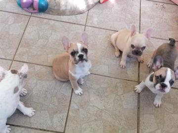 Franz?sische Bulldogge, Reinrassig, frei