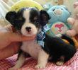 Mini Chihuahua Welpen 11 Wochen alt Gech