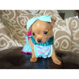 Reinrassige Mini-Chihuahuawelpen:  R�den