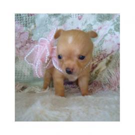 Reinrassige Mini-Chihuahuawelpen:  R�den