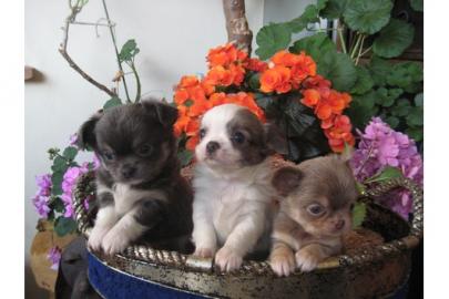 Super MINI MINI Chihuahua Welpen !!!