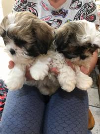 Shih Tzu welpen whatsapp nummer +4368110