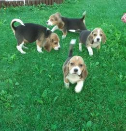 Supers??e Beagle Welpen mit Papiere such