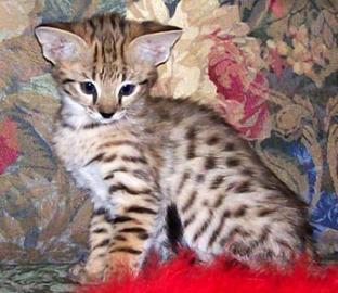 Savannah K�tzchen Super s��e
