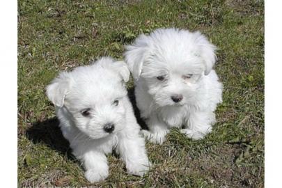 S��er Malteser-Welpen, ( 3 H�ndinnen un