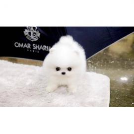 Pomeranian Zwegspitz Welpen