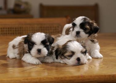 Wundersch�ne Shih Tzu Welpen mit Papiere