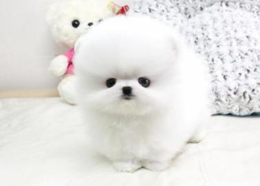 Reinrassige Pomeranian Zwergspitz. 