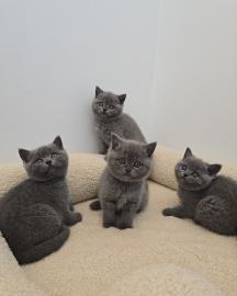 Diese bezaubernden Britisch Kurzhaar-K�