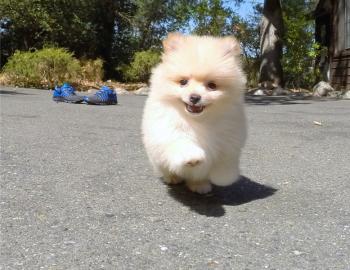 Exclusive Zwergspitz Pomeranian Welpen M