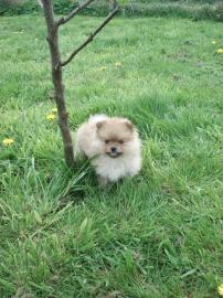 Exclusive Zwergspitz Pomeranian Welpen M